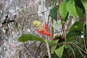 Nakedstem livingvase(Aechmea nudicaulis)