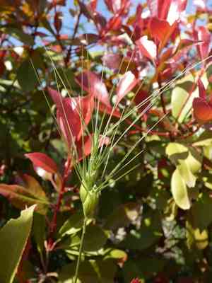 Three-awned goat grass(Aegilops neglecta)