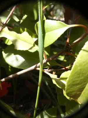 Three-awned goat grass(Aegilops neglecta)
