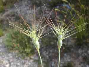 Three-awned goat grass(Aegilops neglecta)