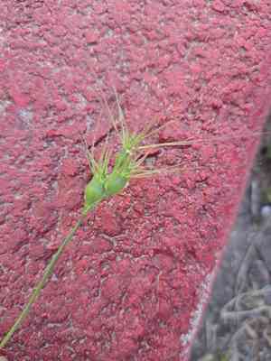 Three-awned goat grass(Aegilops neglecta)