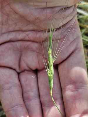 Three-inch goat's-face grass(Aegilops triuncialis)