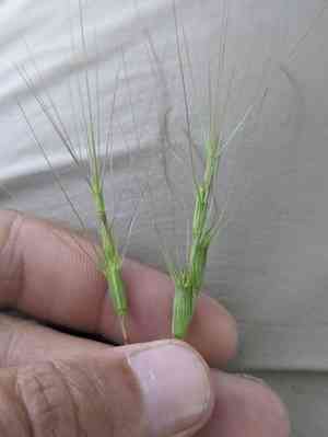 Three-inch goat's-face grass(Aegilops triuncialis)