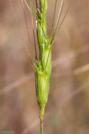 Three-inch goat's-face grass(Aegilops triuncialis)
