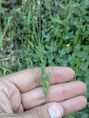 Three-inch goat's-face grass(Aegilops triuncialis)