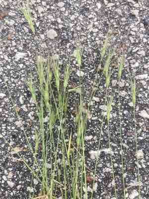 Aegilops (Aegilops)(Aegilops)