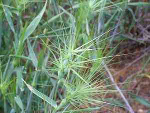 Aegilops (Aegilops)(Aegilops)