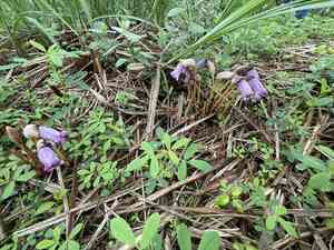 Indian broomrape(Aeginetia indica)