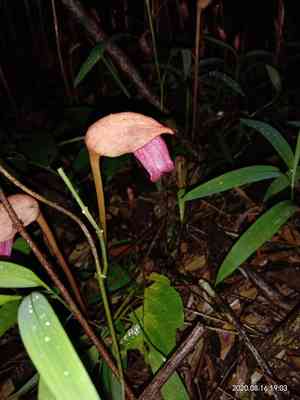 Indian broomrape(Aeginetia indica)