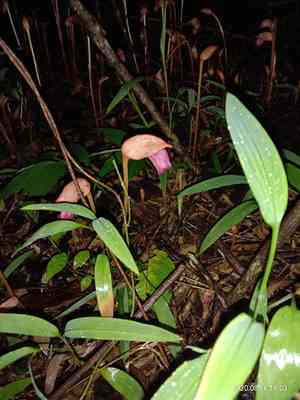 Indian broomrape(Aeginetia indica)