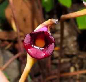 Indian broomrape(Aeginetia indica)
