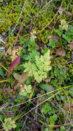 Alpine goutweed(Aegopodium alpestre)