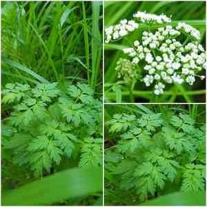 Alpine goutweed(Aegopodium alpestre)