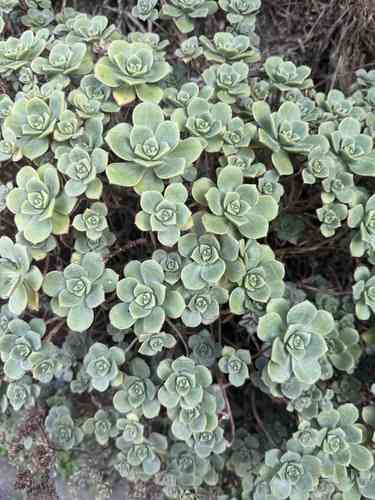 Haworth's aeonium(Aeonium haworthii)