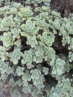 Haworth's aeonium(Aeonium haworthii)