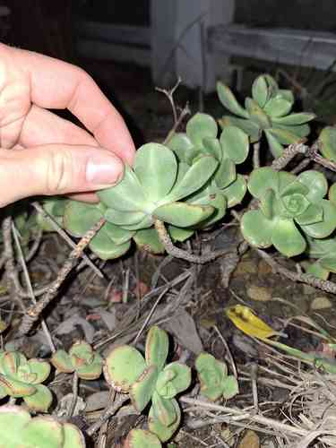 Haworth's aeonium(Aeonium haworthii)