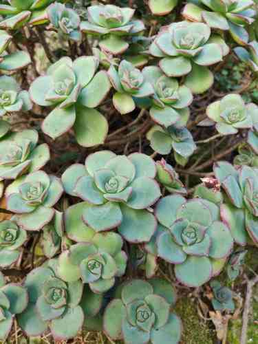 Haworth's aeonium(Aeonium haworthii)