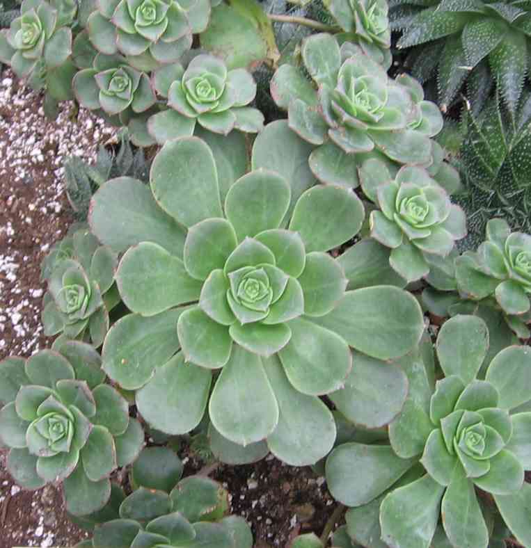 Haworth's aeonium(Aeonium haworthii)