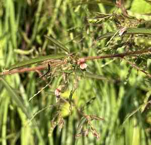 Joint vetch (Aeschynomene americana) Care Guide: Pests, Diseases ...