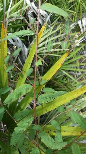 Joint vetch (Aeschynomene americana) Care Guide: Pests, Diseases ...