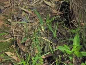 Indian jointvetch(Aeschynomene indica)