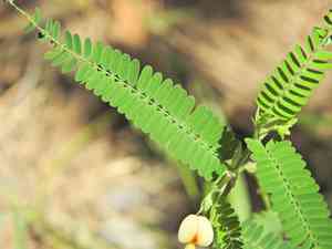 Indian jointvetch(Aeschynomene indica)