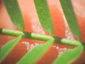 Indian jointvetch(Aeschynomene indica)