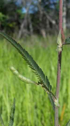 Indian jointvetch(Aeschynomene indica)