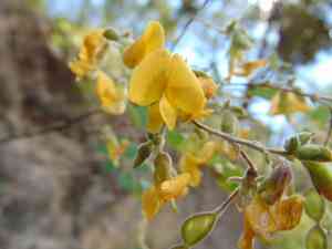 Jointvetches (Aeschynomene)(Aeschynomene)