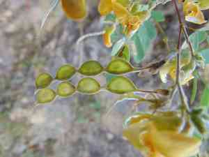 Jointvetches (Aeschynomene)(Aeschynomene)