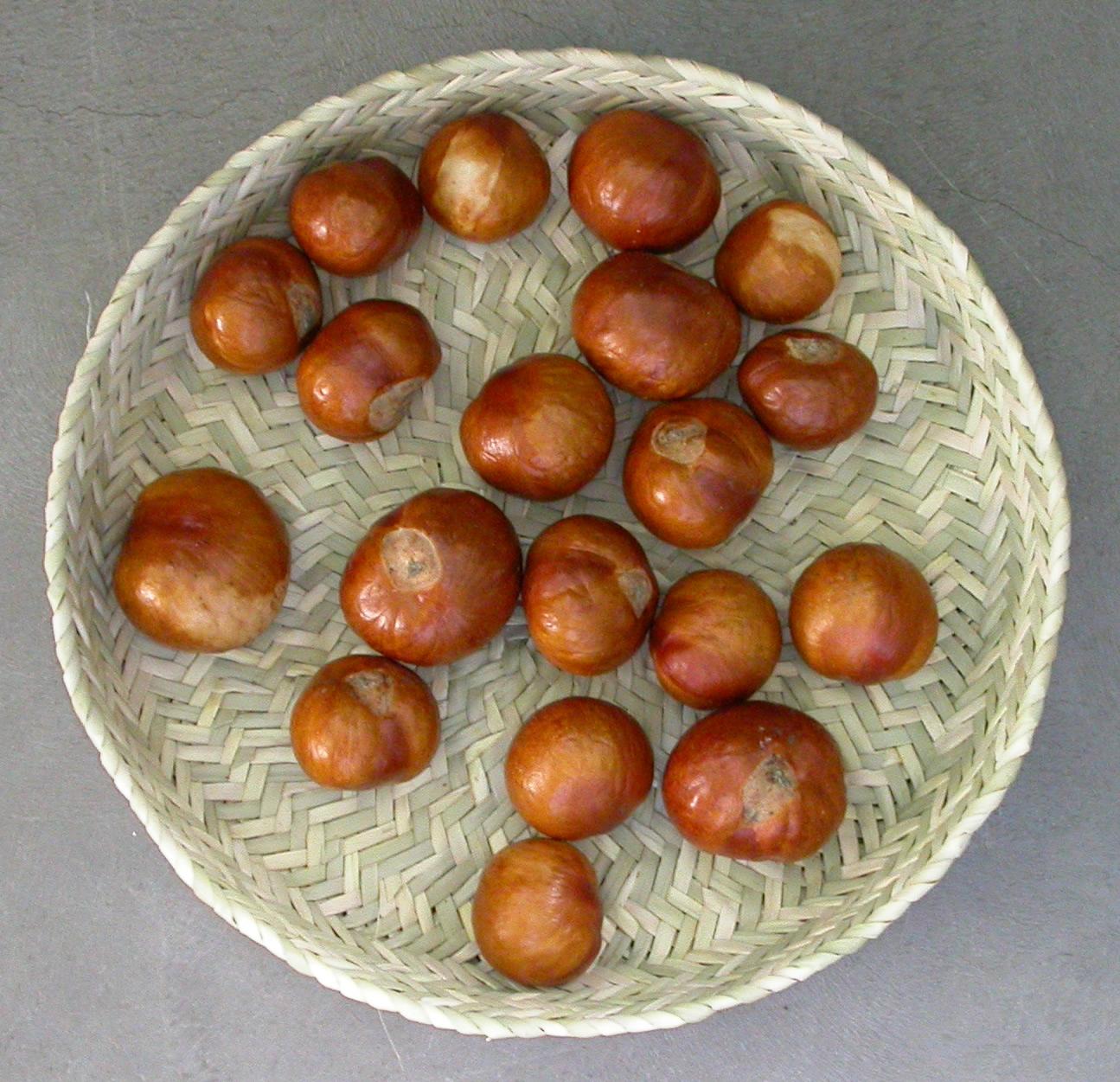 California buckeye