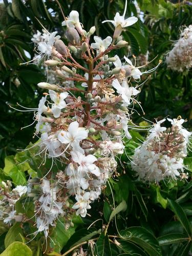 California buckeye(Aesculus californica)