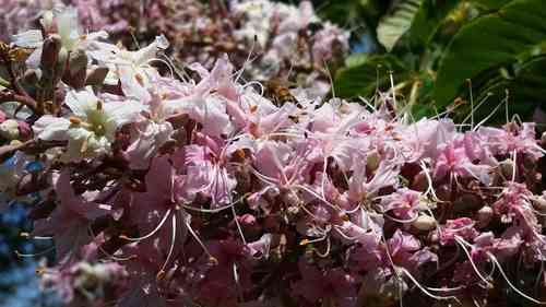 California buckeye(Aesculus californica)