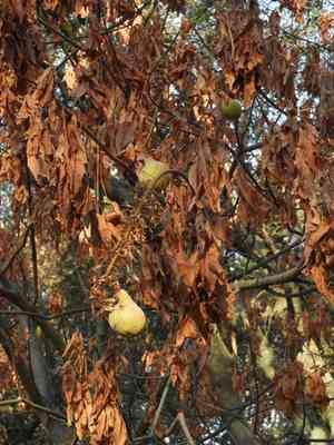California buckeye(Aesculus californica)