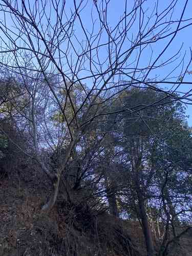 California buckeye(Aesculus californica)