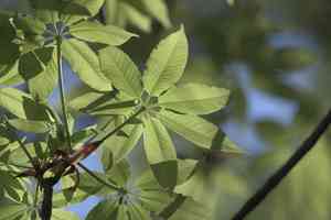 Chinese horse chestnut(Aesculus chinensis)