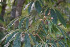 Chinese horse chestnut(Aesculus chinensis)