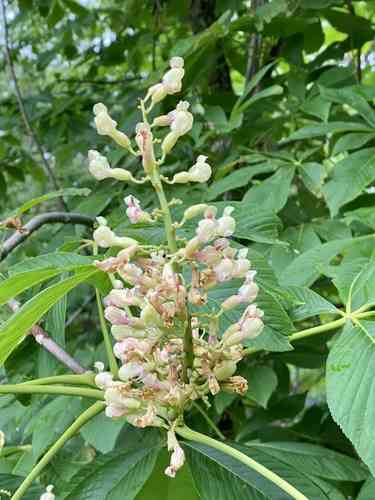 Yellow Buckeye(Aesculus flava)