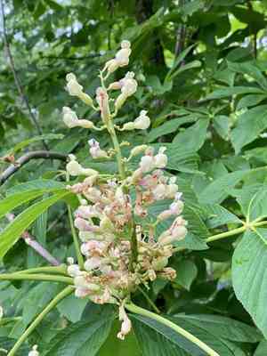 Yellow Buckeye(Aesculus flava)