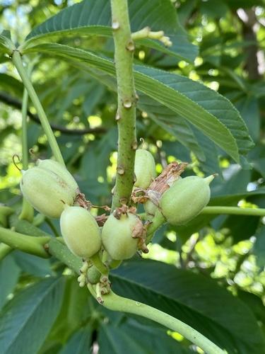 Yellow Buckeye(Aesculus flava)