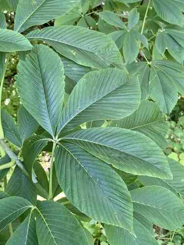 Yellow Buckeye(Aesculus flava)