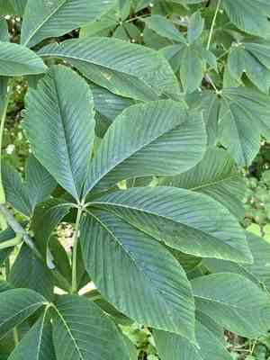Yellow Buckeye(Aesculus flava)