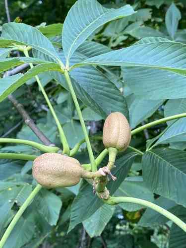 Yellow Buckeye(Aesculus flava)