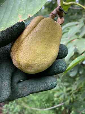 Yellow Buckeye(Aesculus flava)