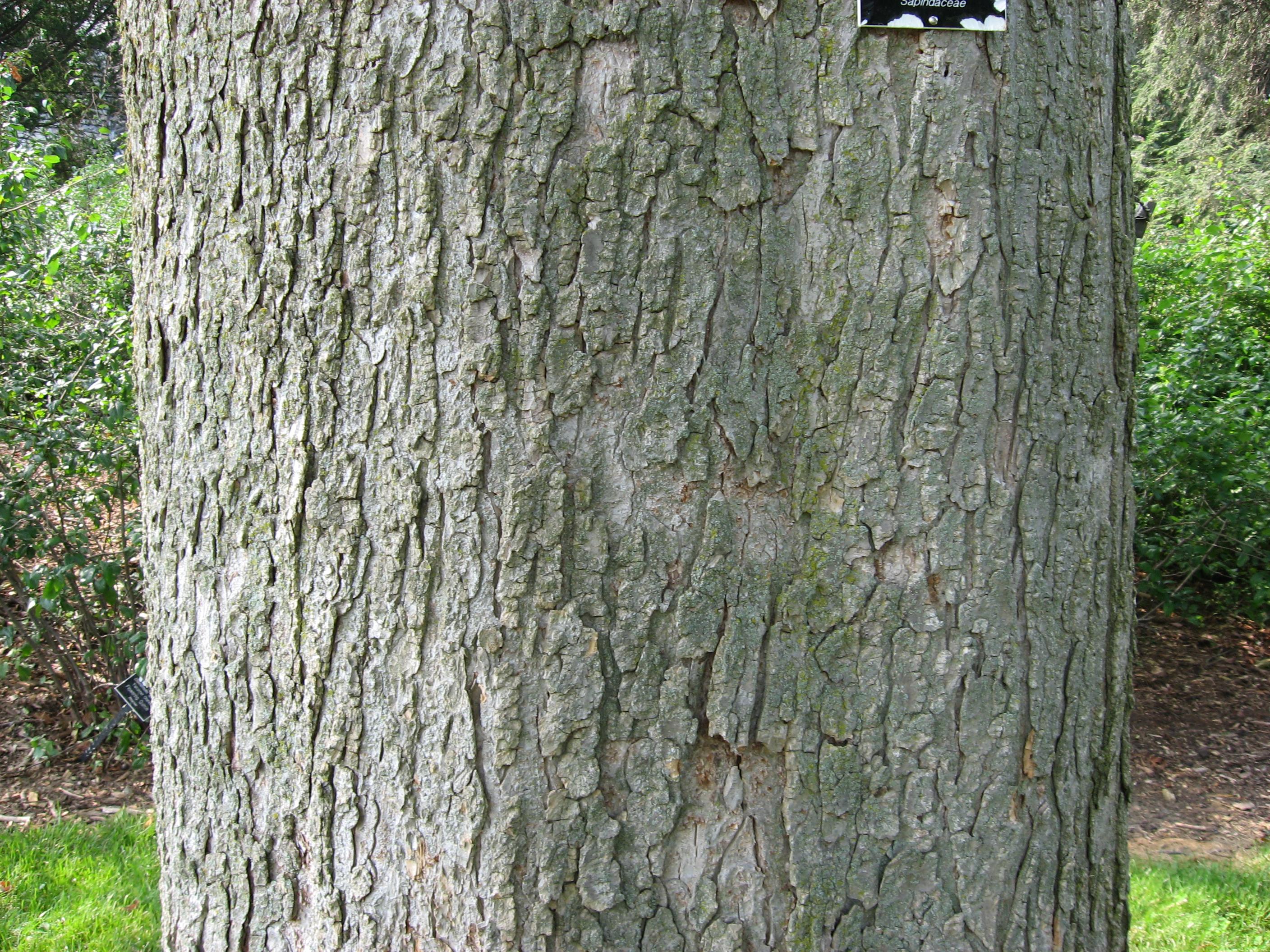 Ohio buckeye