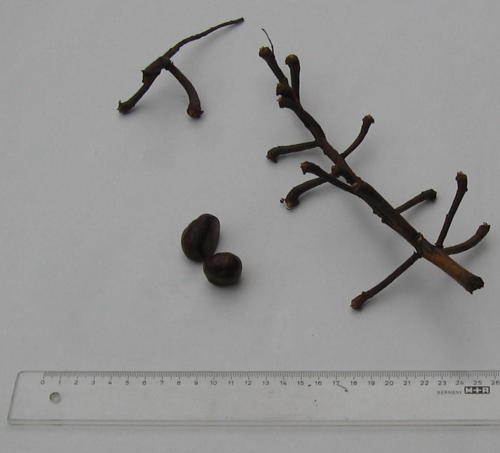 Horse Chestnut