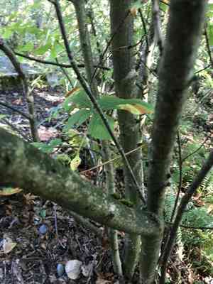 Horse Chestnut(Aesculus hippocastanum)