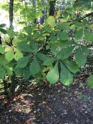 Horse Chestnut(Aesculus hippocastanum)