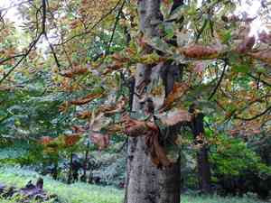 Horse Chestnut(Aesculus hippocastanum)