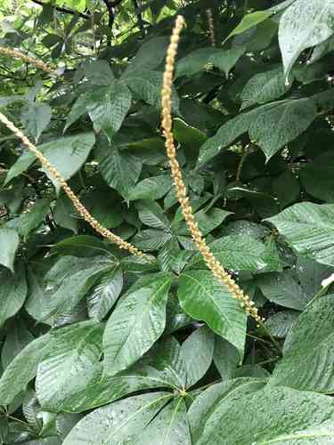 Bottlebrush buckeye(Aesculus parviflora)